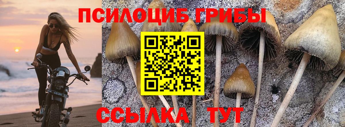 Псилоцибиновые грибы MAGIC MUSHROOMS  Вход с VPN  Карталы 